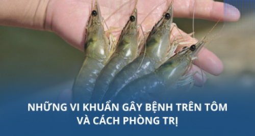 Những vi khuẩn gây bệnh trên tôm và cách phòng trị